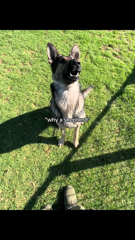 TikTok video thumbnail by k9.riley_