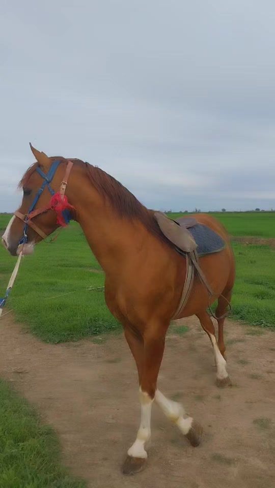 TikTok video thumbnail by cefer_qarabagli
