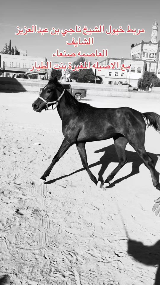 TikTok video thumbnail by horses.711