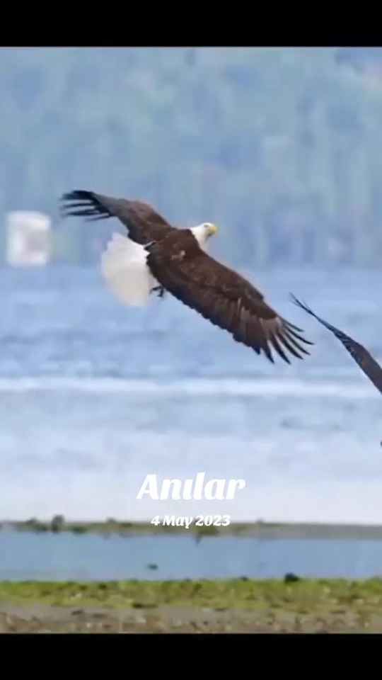 TikTok video thumbnail by resad_0021