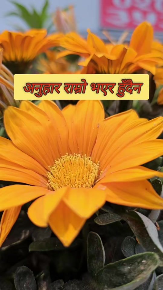 TikTok video thumbnail by subas_bhattarai