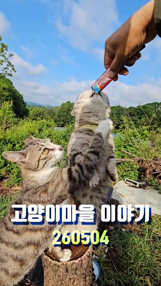 TikTok video thumbnail by 11cat1dog