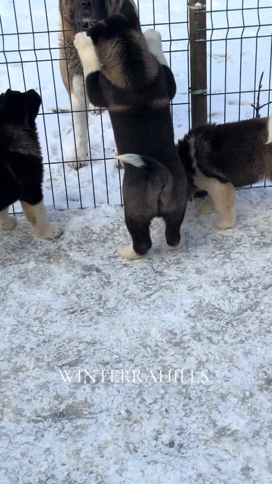 TikTok video thumbnail by winterrahills