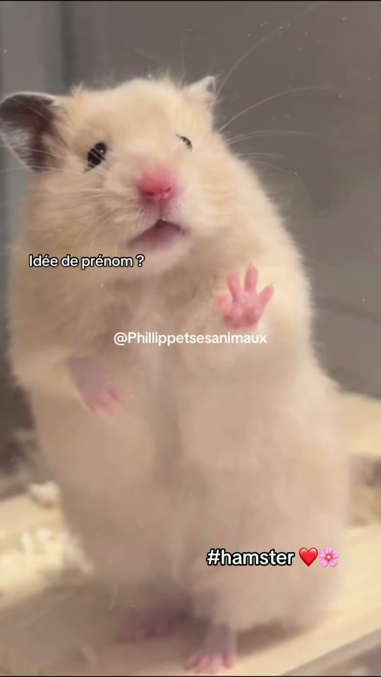 TikTok video thumbnail by phillippetsesanimaux1