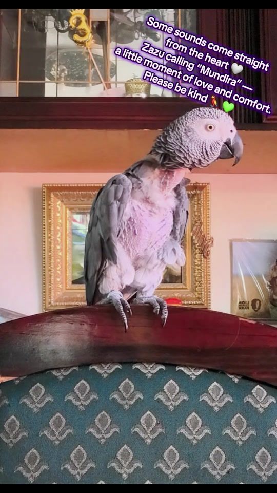 TikTok video thumbnail by zazutheafricangrey