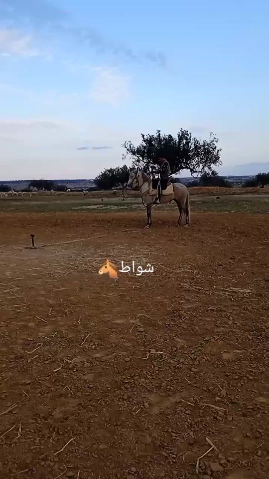 TikTok video thumbnail by mourad.nafti6