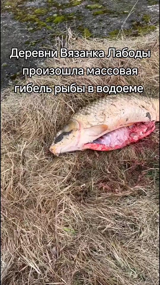 TikTok video thumbnail by belaklad