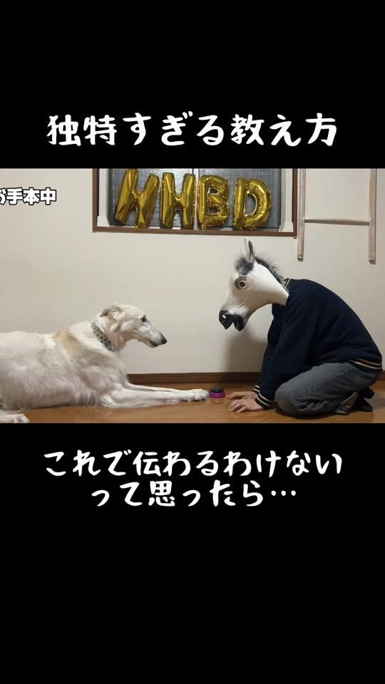 TikTok video thumbnail by borzoi_to_asobo