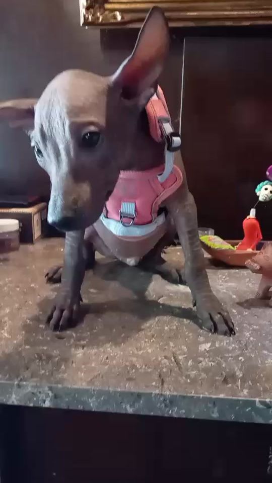 TikTok video thumbnail by xolosramirezoficial