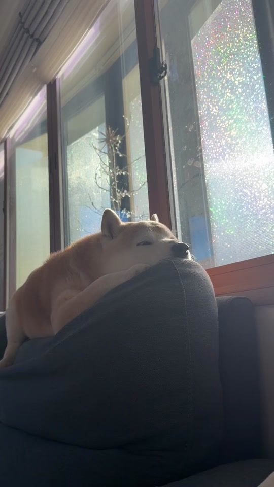 TikTok video thumbnail by mamesukezaemon