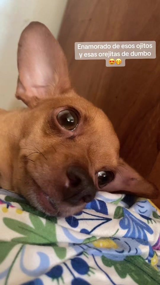 TikTok video thumbnail by javyervlogs