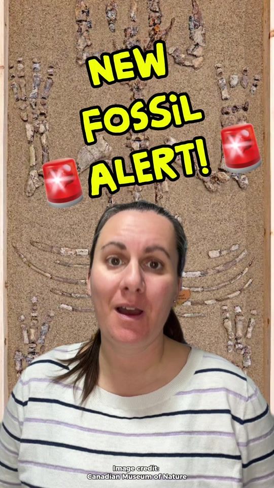 TikTok video thumbnail by joannasaurus