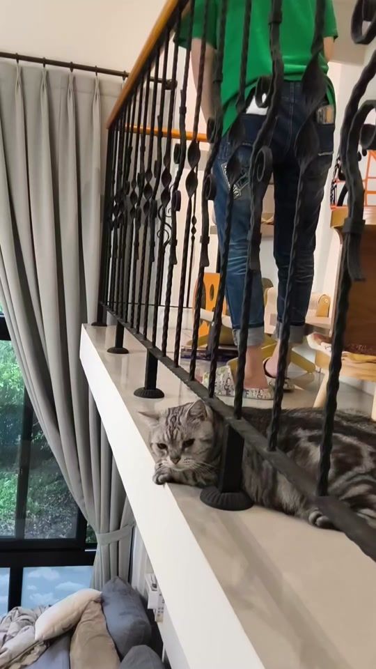 TikTok video thumbnail by migo_is_cat
