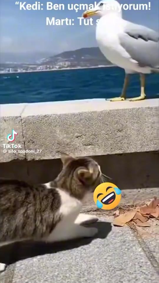 TikTok video thumbnail by user573884109641