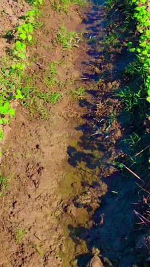 TikTok video thumbnail by farmer4680