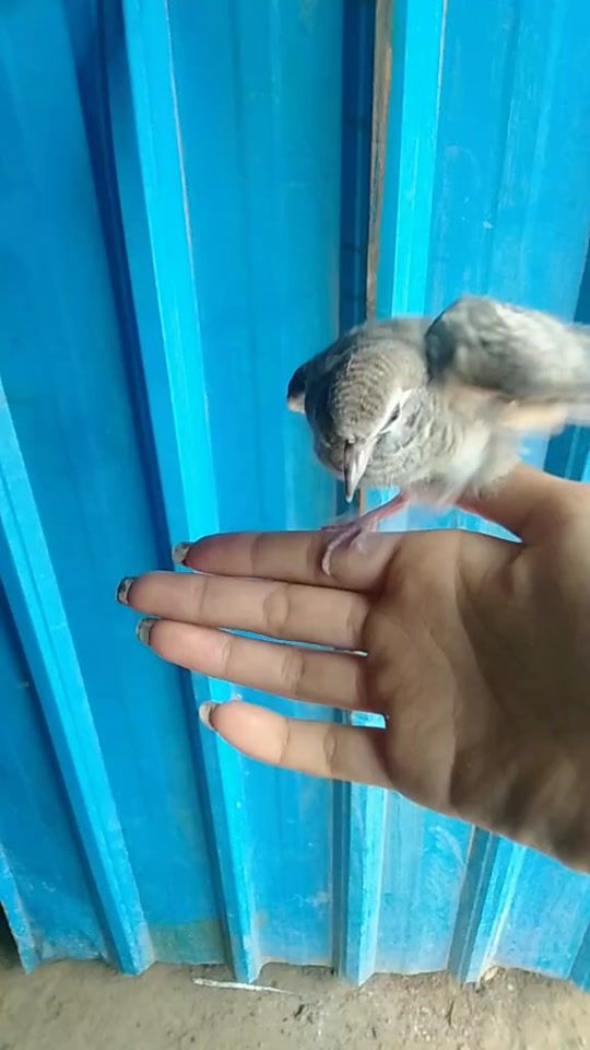 TikTok video thumbnail by 95.m84