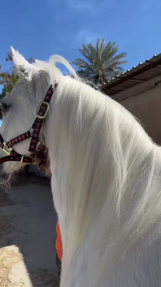 TikTok video thumbnail by my3bb3