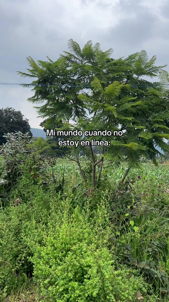 TikTok video thumbnail by inge_johnny