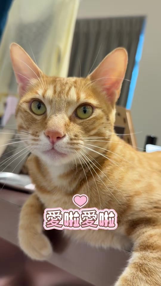 TikTok video thumbnail by tinker_bell0226