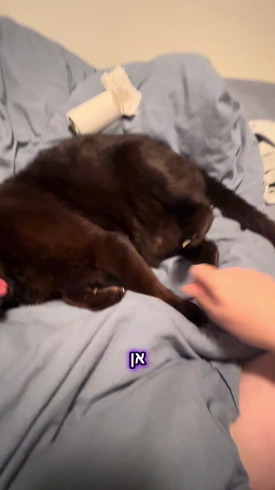 TikTok video thumbnail by zimesthecat