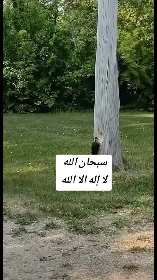 TikTok video thumbnail by weld_lblad1804