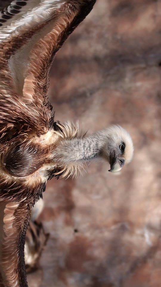 TikTok video thumbnail by yerevan_zoo
