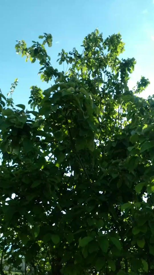 TikTok video thumbnail by sevgi_delisi49