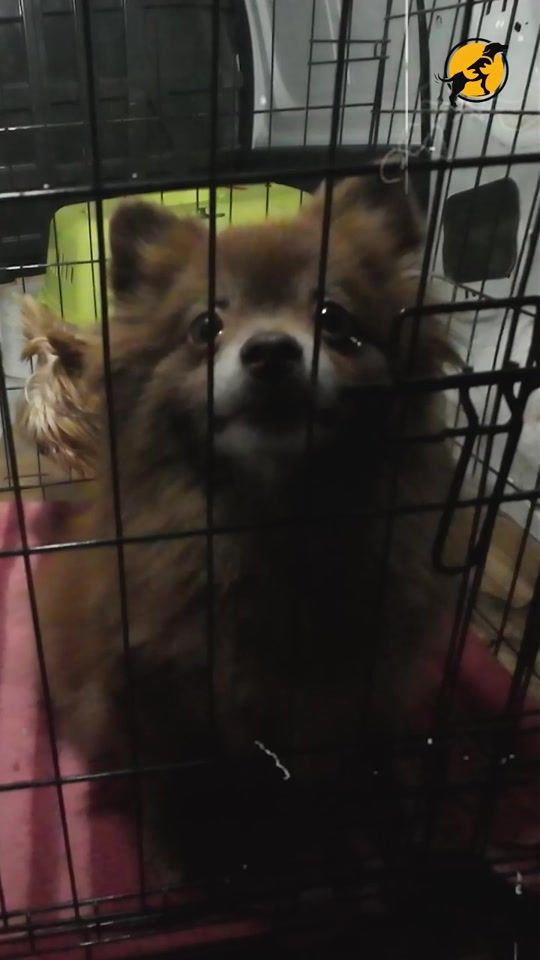 TikTok video thumbnail by caudatehappiness