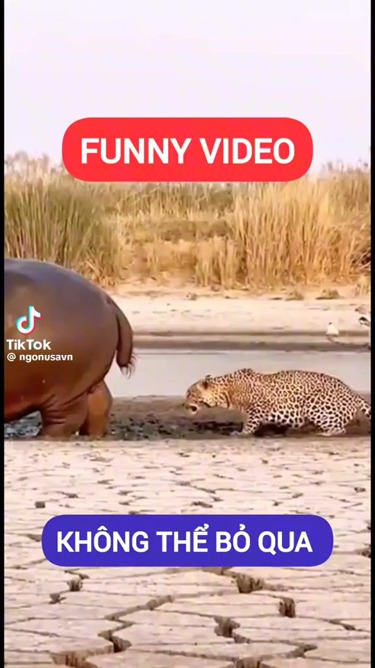 TikTok video thumbnail by desperoshuk