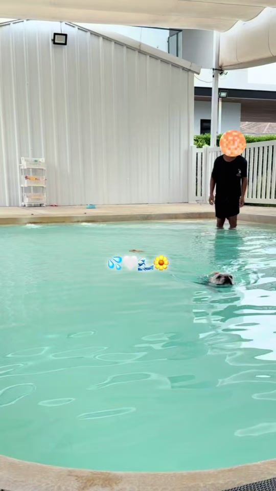 TikTok video thumbnail by mochi.frenchie.boy