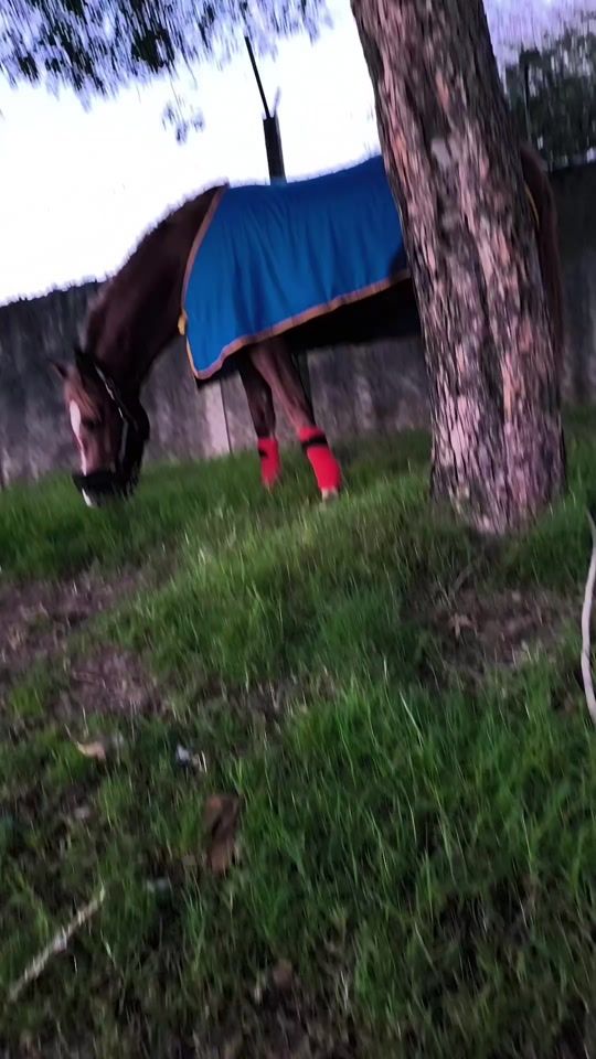 TikTok video thumbnail by sofiasilva384