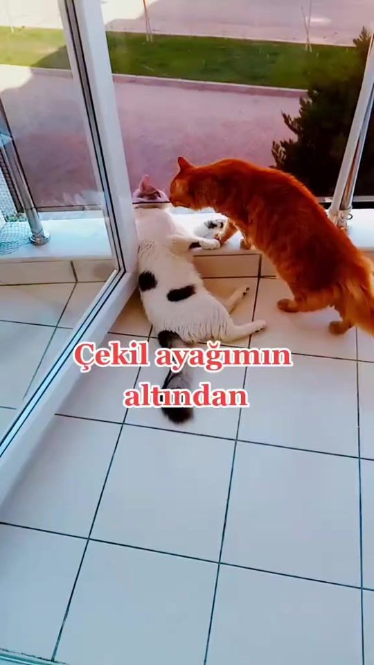 TikTok video thumbnail by patili.yorum