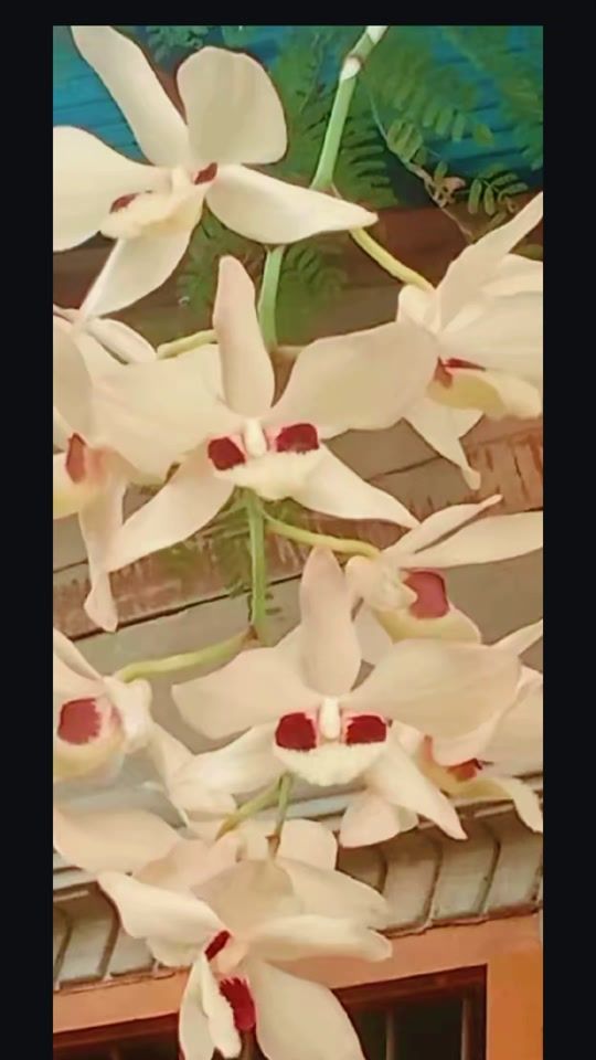 TikTok video thumbnail by u.win.oo444