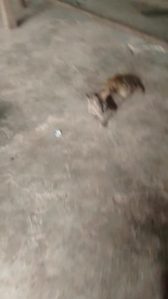 TikTok video thumbnail by user3871316196692