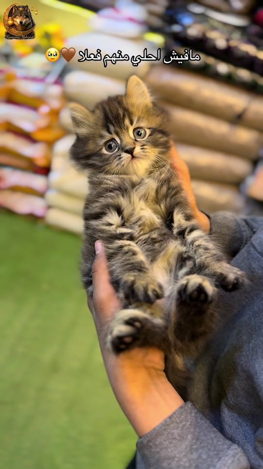TikTok video thumbnail by wolf.pet.store