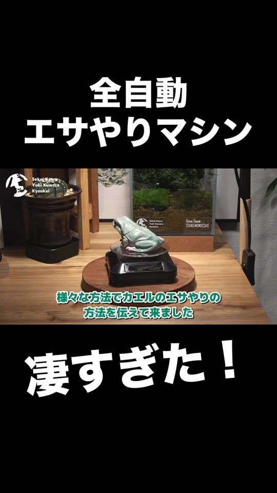 TikTok video thumbnail by mushi_frog