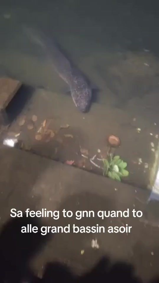 TikTok video thumbnail by ig_jaina.r