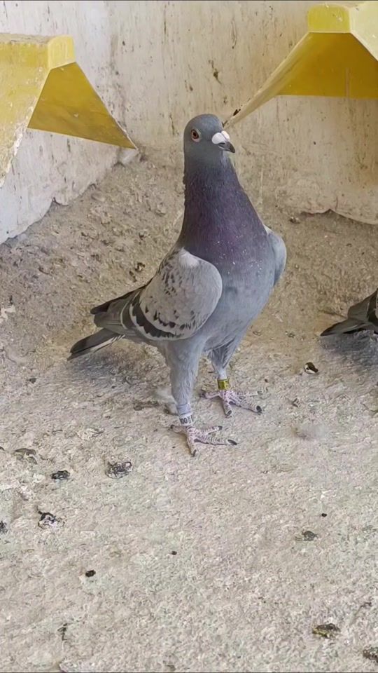 TikTok video thumbnail by jdmxje2003