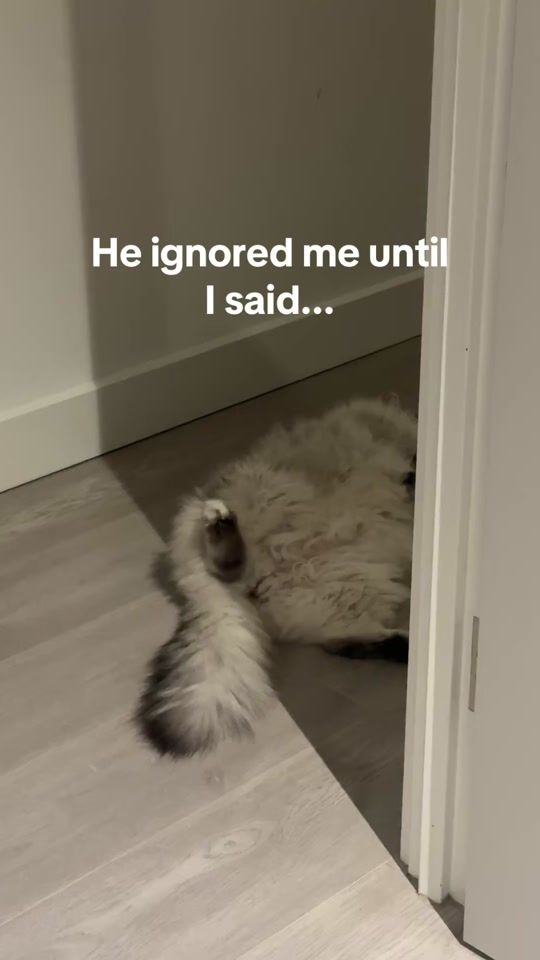 TikTok video thumbnail by geri.cat