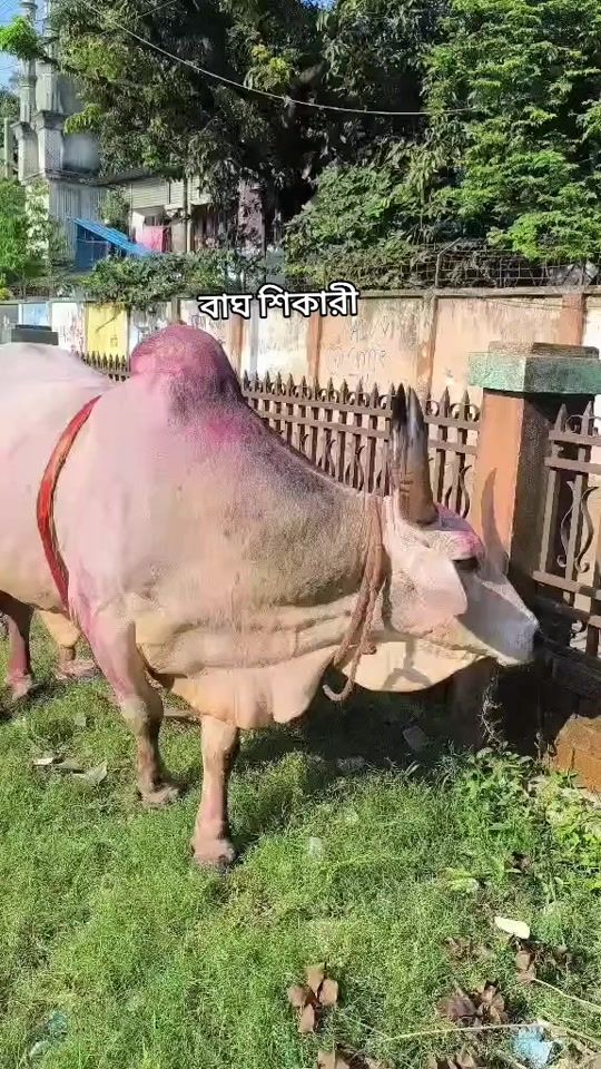 TikTok video thumbnail by bagh.shikari