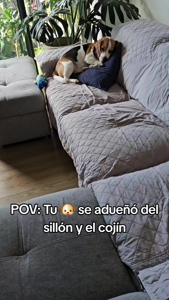 TikTok video thumbnail by curioseandoconkai
