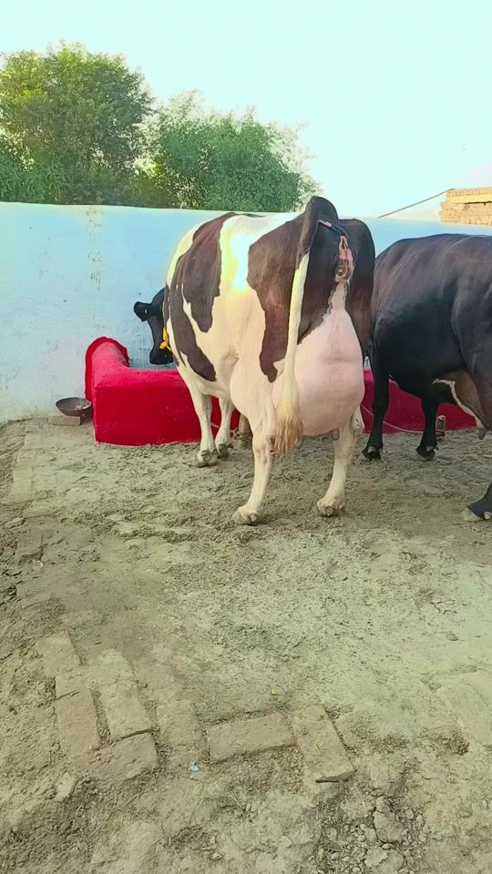 TikTok video thumbnail by mehzabjoyia1