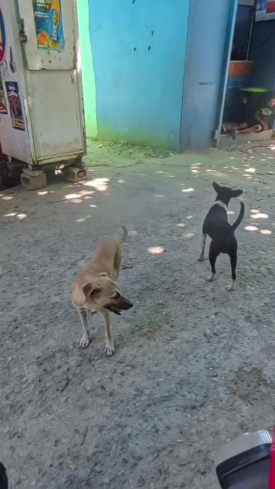 TikTok video thumbnail by dogmenrd