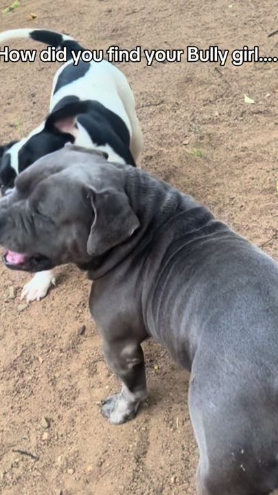 TikTok video thumbnail by bullyboyloono