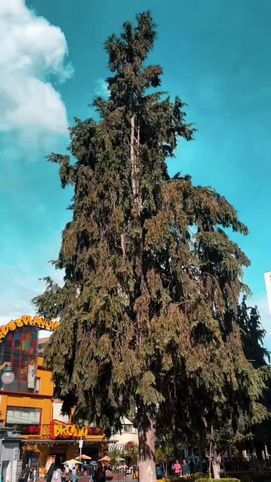 TikTok video thumbnail by nando_3e
