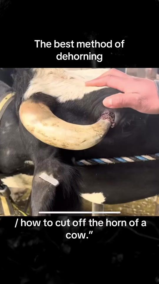 TikTok video thumbnail by gtur284