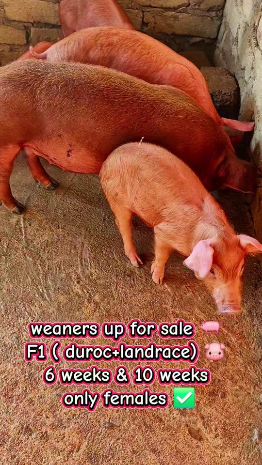 TikTok video thumbnail by rr_mixed_farming
