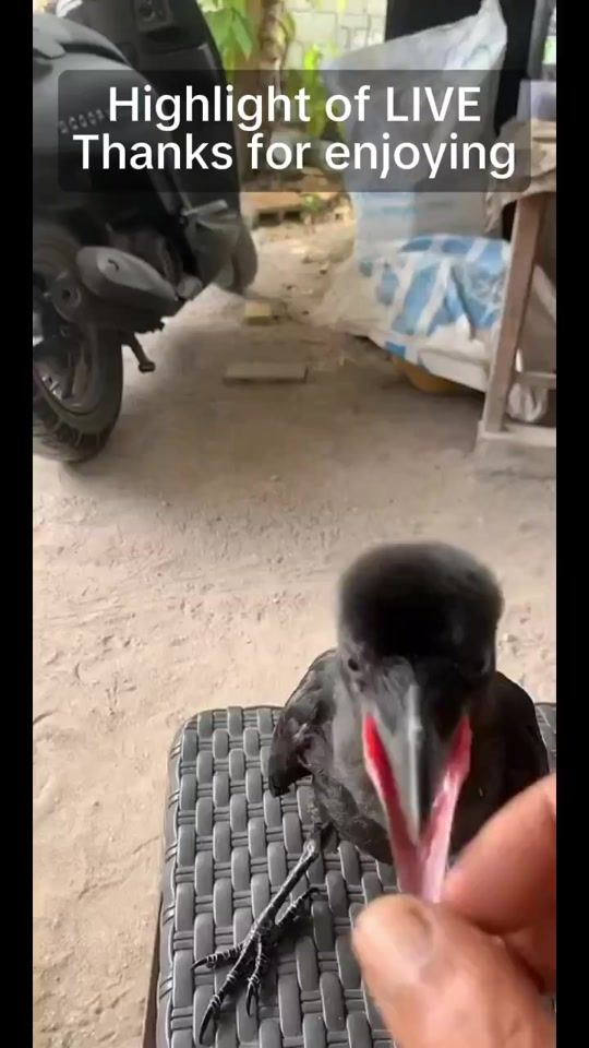 TikTok video thumbnail by baneydereck
