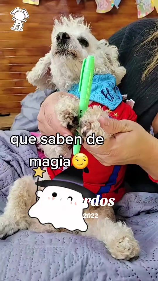TikTok video thumbnail by brunoenrueditas
