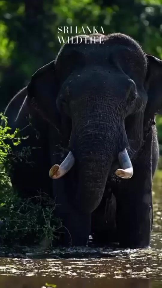 TikTok video thumbnail by wildlife.94